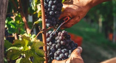 Photo of Veraison Wine Training